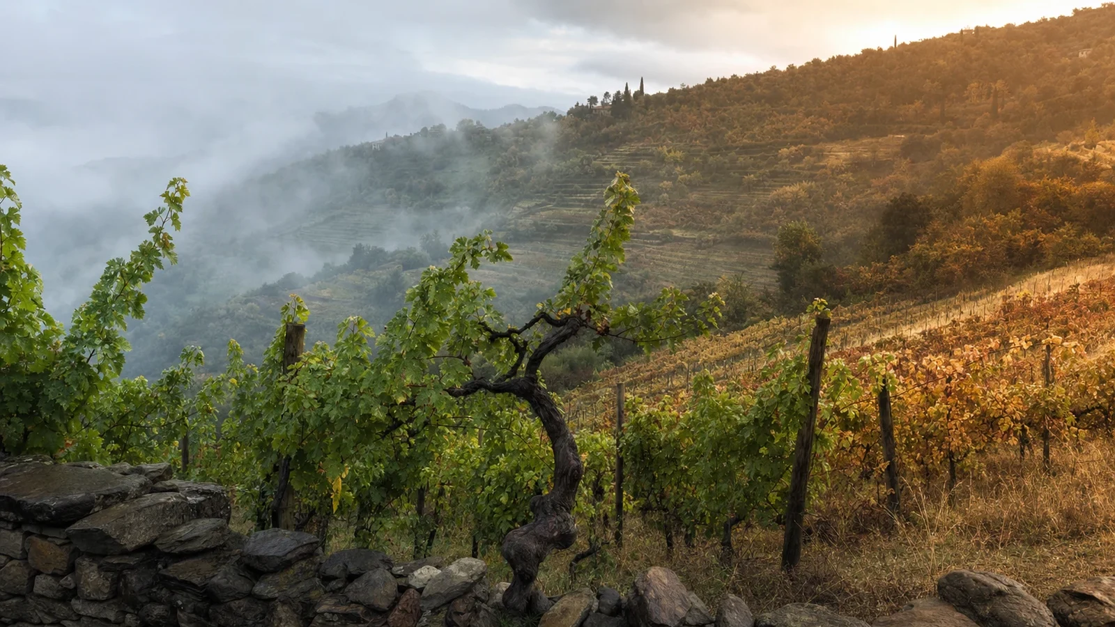 The same vineyard shown in a cool, rain-washed season and a warm, sunlit season